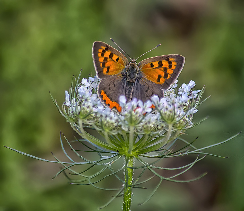 Farfalla Specie - Lycaena phlaeas